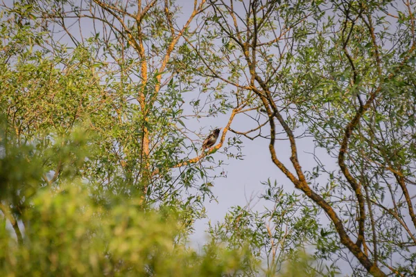 Starling Sedí Vysokém Stromě — Stock fotografie