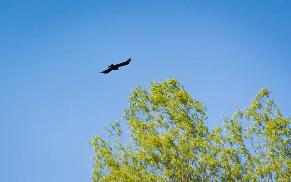 Rabe Fliegt Den Blauen Himmel — Stockfoto