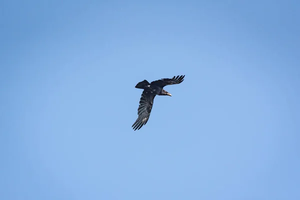 Cuervo Vuela Cielo Azul — Foto de Stock