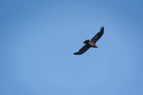 Κοράκι Πετάει Στον Γαλάζιο Ουρανό — Φωτογραφία Αρχείου