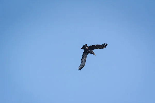 Κοράκι Πετάει Στον Γαλάζιο Ουρανό — Φωτογραφία Αρχείου