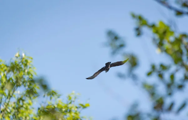 乌鸦在蓝天中飞翔 — 图库照片