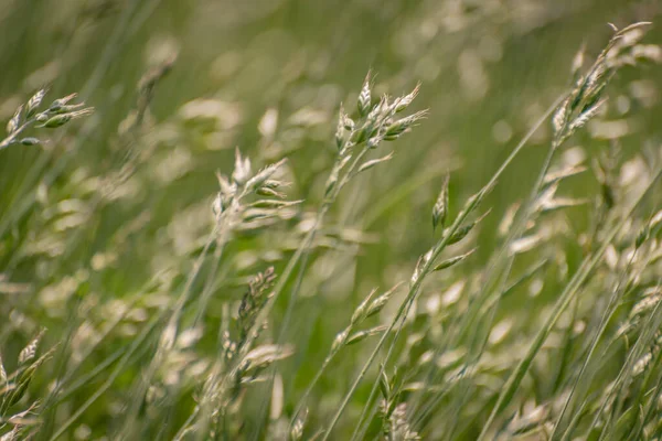 Spring Field Bromus Secalinus Windy Day — Stock Photo, Image