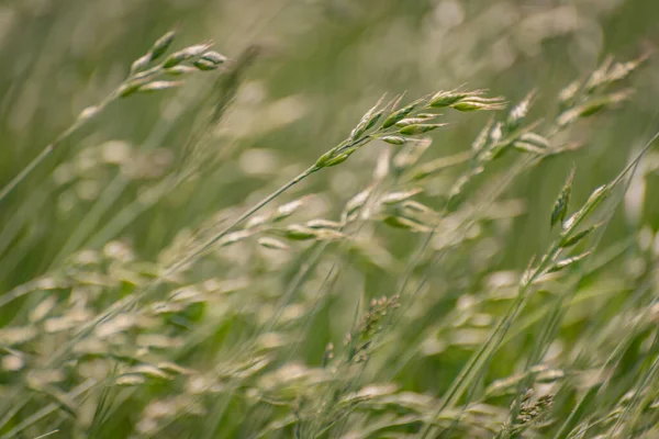 Spring Field Bromus Secalinus Windy Day — Stock Photo, Image