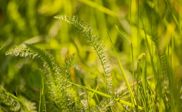 Herbaceous Plant Achillea Millefolium Grass — Stock Photo, Image