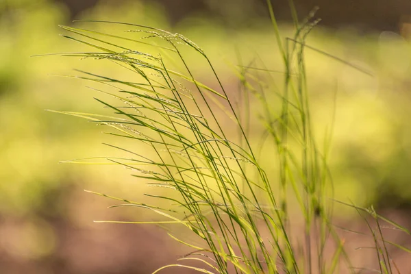 Prachtig Toneelstuk Van Zon Een Kustplant — Stockfoto