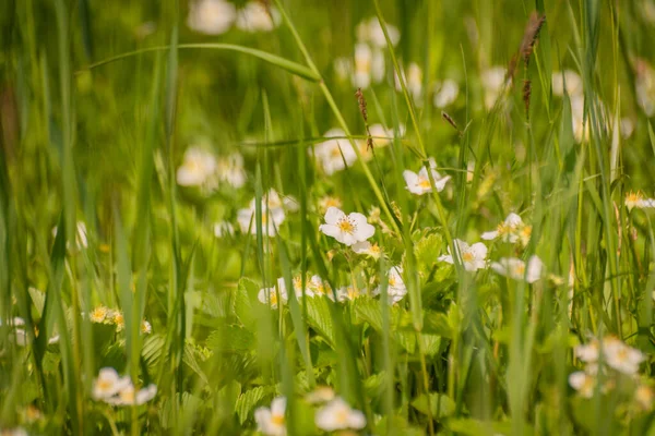 Цветущая Весна Potentilla Indica Flower — стоковое фото