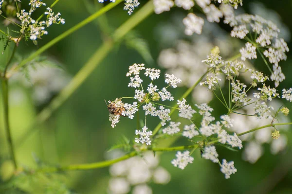 Wasp Anthriscus 'ta nektar topluyor.