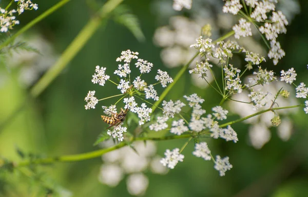 Wasp Anthriscus 'ta nektar topluyor.