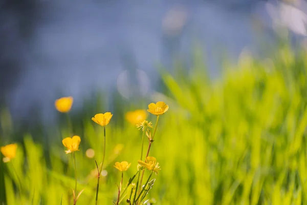 Flori Înfloritoare Buttercup Malul Unui Râu Munte — Fotografie, imagine de stoc
