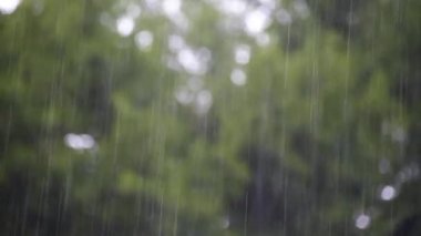 Arkaplanda dev ginkgo biloba ile sağanak yağabilir