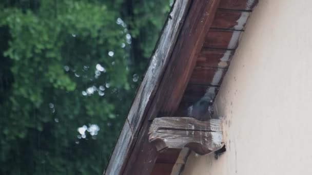 Gołąb Miejski Ukrywający Się Pod Dachem Przed Ulewą — Wideo stockowe