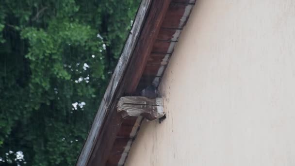 Gołąb Miejski Ukrywający Się Pod Dachem Przed Ulewą — Wideo stockowe