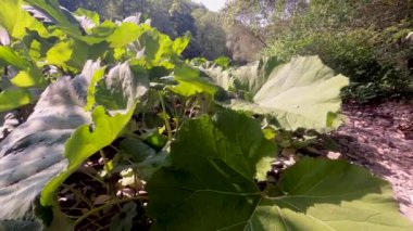 Nehrin kıyısındaki Petastes Hbridus 'un kocaman yaprakları.