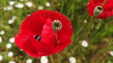 Papatya tarlasında kırmızı haşhaş.