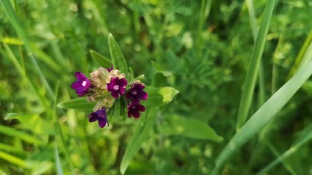 Anchusa Officinalis Blooms Bank Mountain River — Stock Video