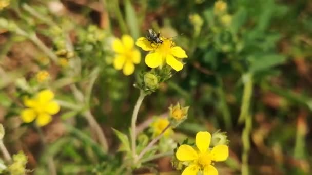 Aromia Moschata Cerambycidae Una Flor Amarilla — Vídeos de Stock