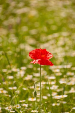 Papatya tarlasında kırmızı haşhaş.