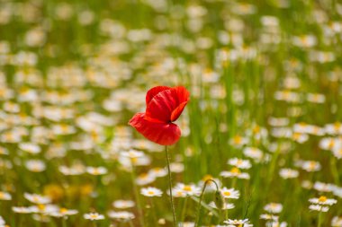 Papatya tarlasında kırmızı haşhaş.