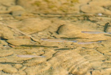 Dağ nehrinin berrak sularında balık