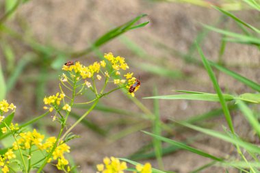 Pyrrhocoris apterus sarı bir çiçekte eşleşir