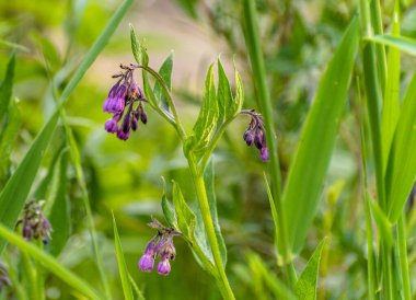 Symphytum officinale bir dağ çayırında çiçek açar.