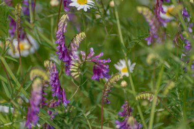 Bir dağ çayırında Vicia Crucca