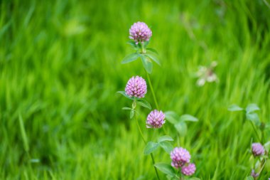 Dağ nehrinin kıyısında yabani yonca