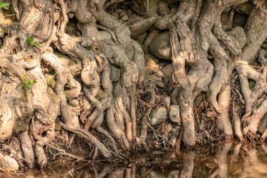 Çok eski bir ağacın gövdesi ve kökü.