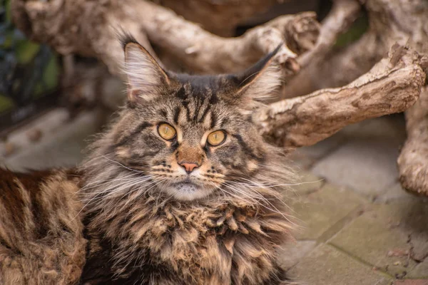 Portrait Maine Coon Marbled Color — Stock Photo, Image