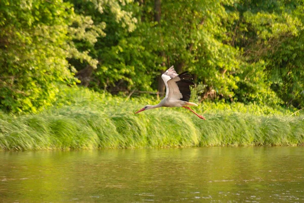 Stork Its Natural Environment — Fotografia de Stock