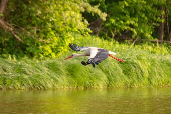 Stork Its Natural Environment — Stock Photo, Image