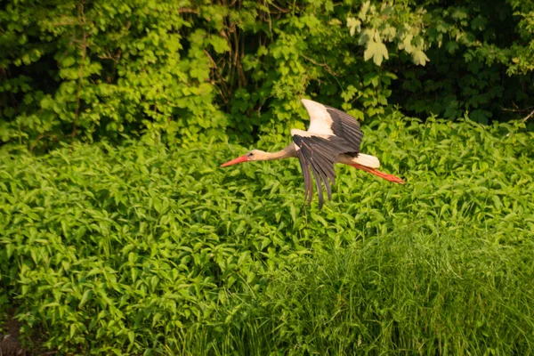 Stork Its Natural Environment — Stock Photo, Image
