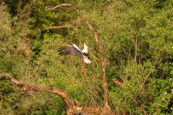 Stork Its Natural Environment — 스톡 사진