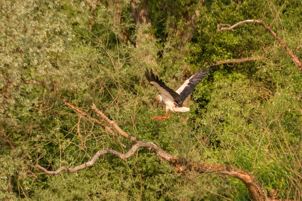 Stork Its Natural Environment —  Fotos de Stock