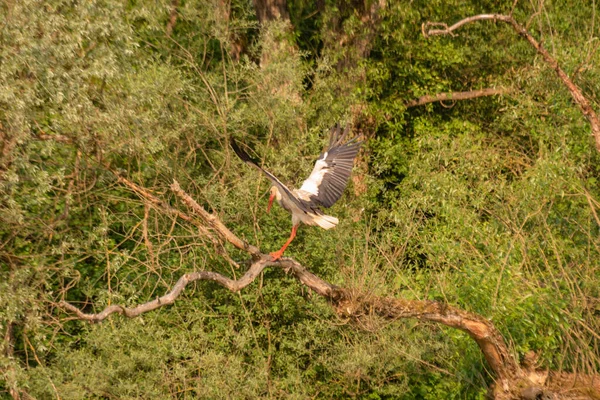 Stork Its Natural Environment — Zdjęcie stockowe