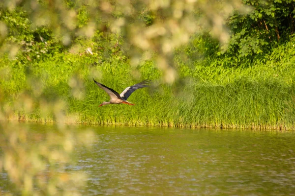 Stork Its Natural Environment — Photo