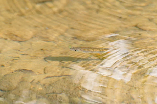 Fisk Det Klara Vattnet Bergsflod — Stockfoto
