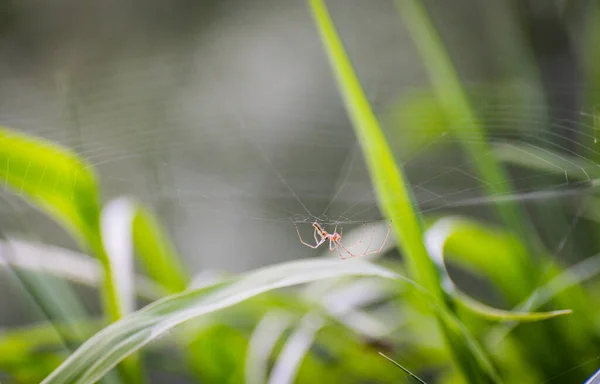 Bir Örümcek Sazlıklarda Örüyor — Stok fotoğraf
