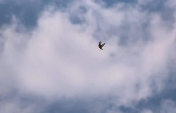 Sparrow Makes Maneuver Air — Stock Photo, Image