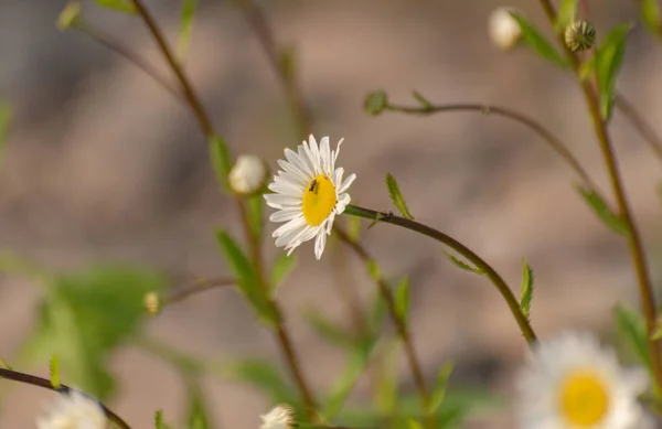 Квіти Нівянського Кольору Цвітуть Долині Карпат — стокове фото