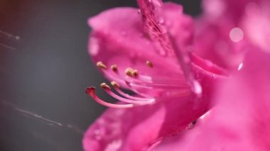 Ilımlı yağmur damlaları altında çiçek açan rhododendron