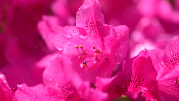Kwitnący Rododendron Pod Kroplami Umiarkowanego Deszczu — Wideo stockowe