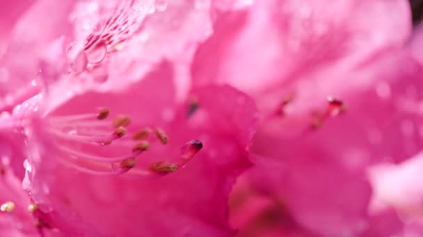 Virágzó Rododendron Cseppekben Mérsékelt Eső — Stock videók