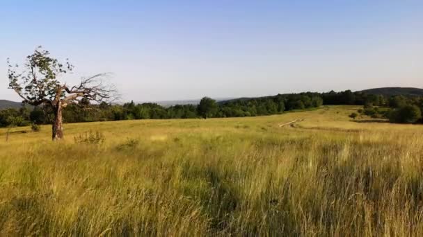Літній Пейзаж Сільських Височинах Карпат — стокове відео