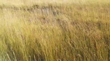 Vahşi alan rüzgarda sallanıyor.