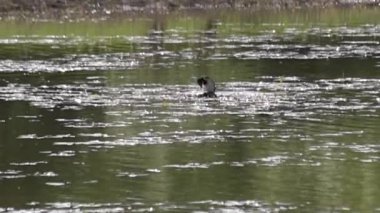 Çifte Grebe Podiceps Çiftleşmesi