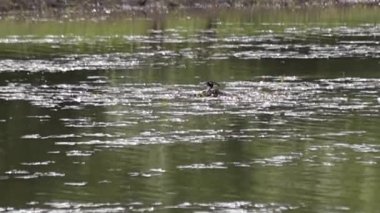 Bir çift Great Grebe Podiceps kristal göl üzerine yuva yapıyor.
