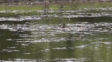 Bir çift Great Grebe Podiceps kristal göl üzerine yuva yapıyor.