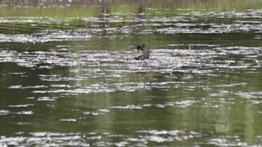 Çifte Grebe Podiceps Çiftleşmesi